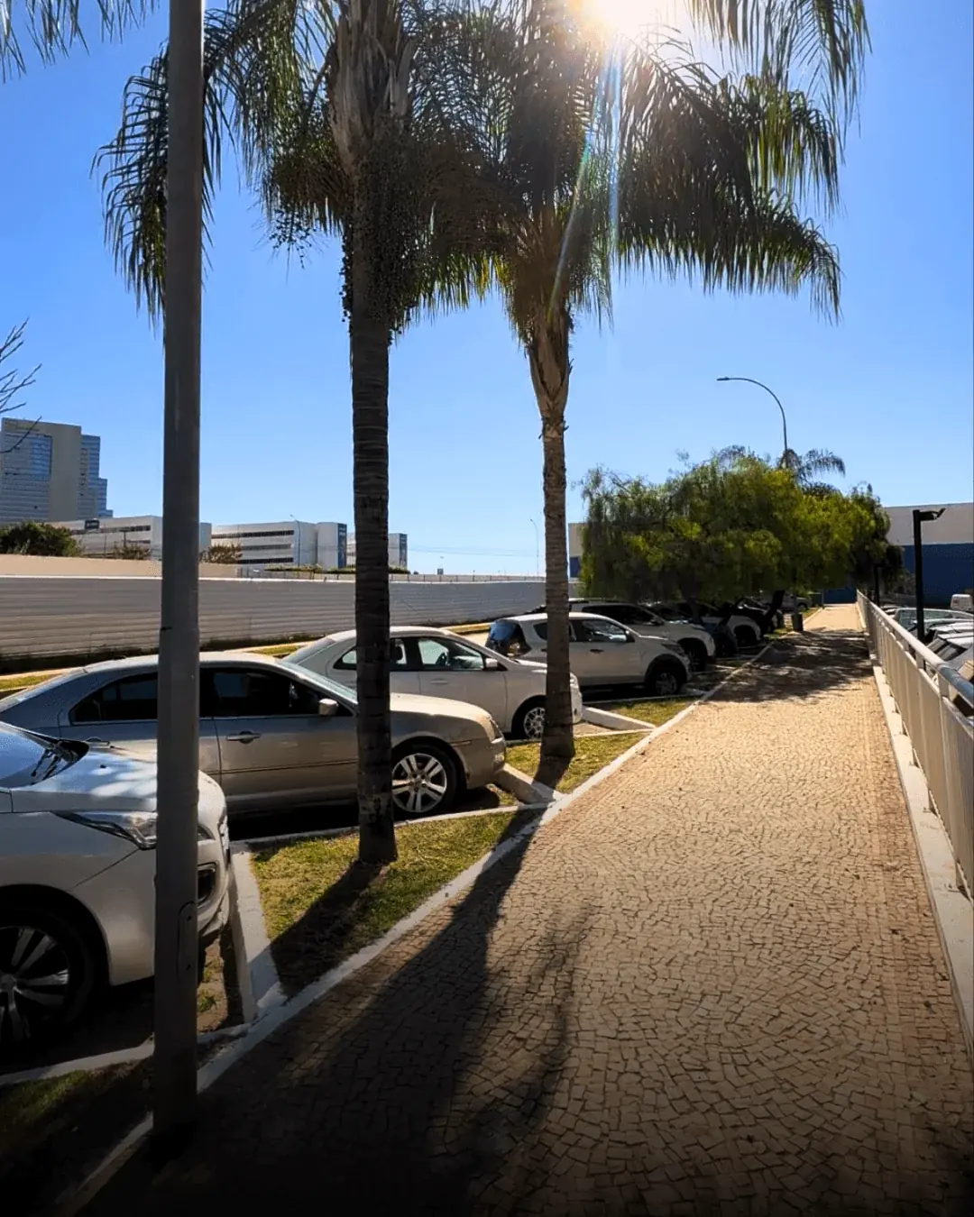 Calçada com palmeiras ao lado do prédio, sob o sol de Brasília